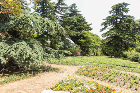 Sprawling coniferous trees.
