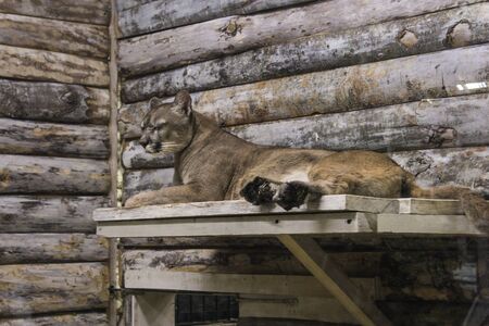 Puma lying in the cage. Zoo and animals on the territory of the hotel Yalta Intourist.の写真素材