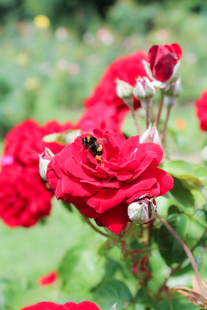Bee on a rose flower.の写真素材