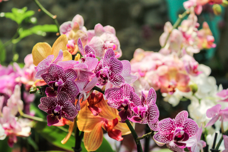 Collections of flowers in the Nikitsky botanical garden.の写真素材
