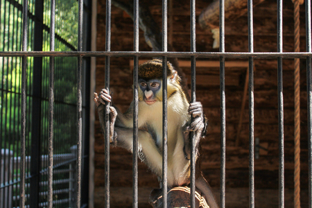 Zoo and animals on the territory of the hotel Yalta Intourist.