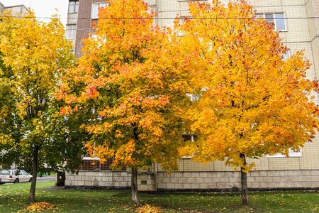 Bright autumn colors in the provincial cities of Russia.のeditorial素材