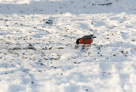 Winter nature under snow on a sunny day.の写真素材