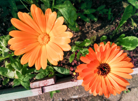 Flowers and trees in autumn nature.の写真素材