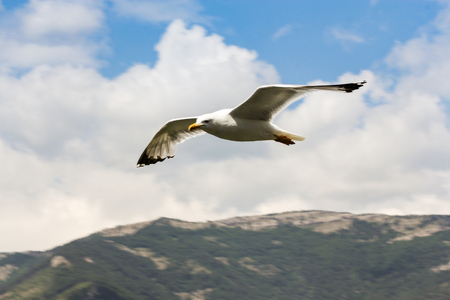 Sea gull in the sky against the background of clouds.の写真素材