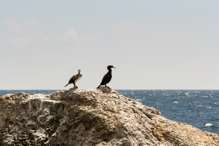 Wild seabirds on a rock in the sea.の写真素材