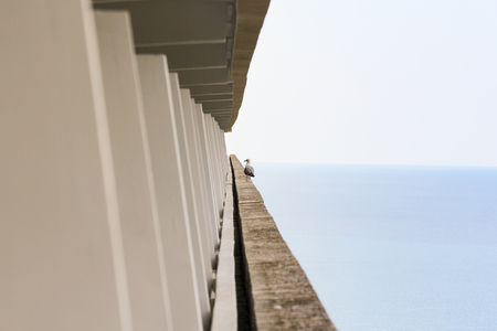 Sea gull on a concrete fence of balconies.の写真素材
