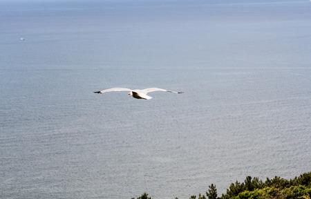 Sea gull in the sky against the background of clouds.