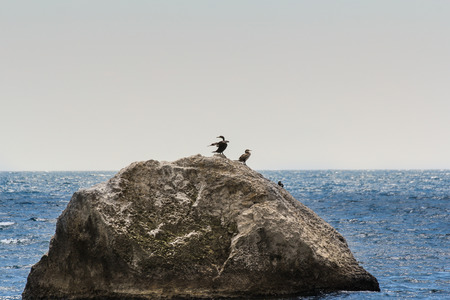 Wild seabirds on a rock in the sea.の写真素材