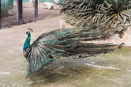 Birdyard in the Belogorsk Safari Taigan Park.の写真素材