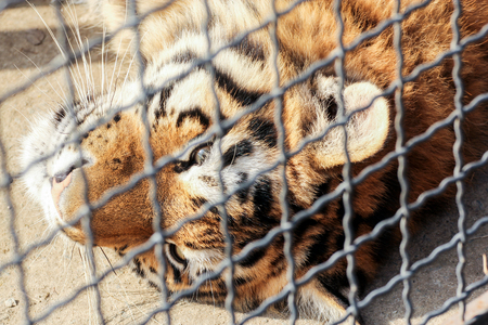 Predators of the Belogorsk Safari Taigan Park.の写真素材