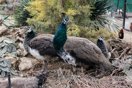 Birdyard in the Belogorsk Safari Taigan Park.の写真素材