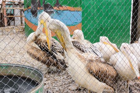 Birdyard in the Belogorsk Safari Taigan Park.の写真素材
