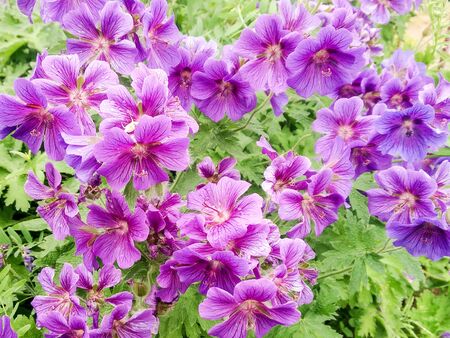 Natural background from natural plants.