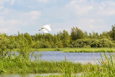 Nature on the banks of the Volkhov River.の写真素材