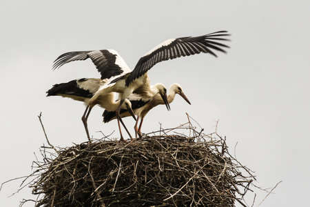 Storks in the wild.の写真素材