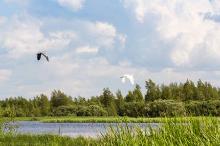 Nature on the banks of the Volkhov River.の写真素材