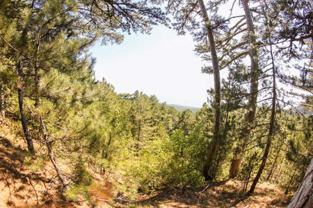 Forest serpentine and reserved forest on the road to Ai-Peri.