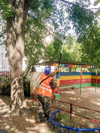 Pruning unnecessary disturbing branches with trees by arboard specialists.