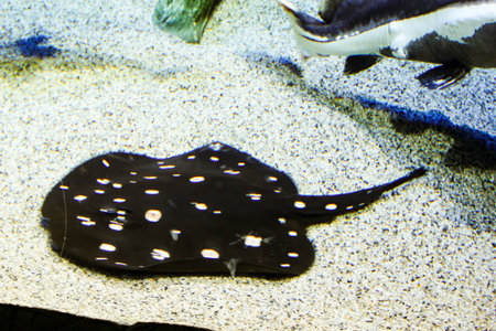 Expositions of the Moscow Oceanarium in the Rio shopping center.