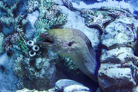 Expositions of the Moscow Oceanarium in the Rio shopping center.