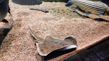 Expositions of the Moscow Oceanarium in the Rio shopping center.
