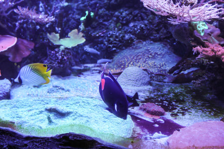 Expositions of the Moscow Oceanarium in the Rio shopping center.