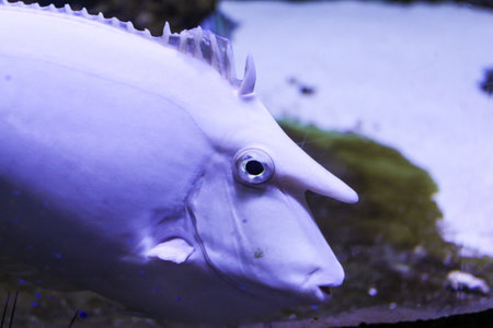 Expositions of the Moscow Oceanarium in the Rio shopping center.