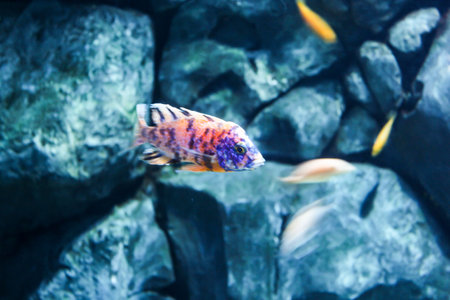 Expositions of the Moscow Oceanarium in the Rio shopping center.の写真素材