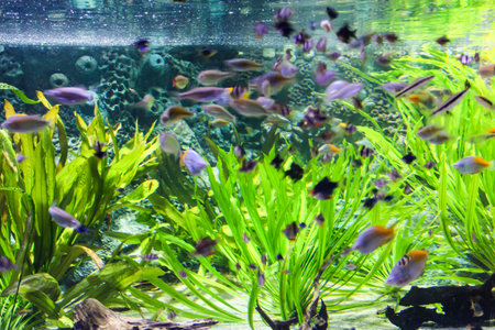 Expositions of the Moscow Oceanarium in the Rio shopping center.