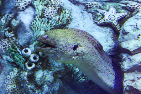 Expositions of the Moscow Oceanarium in the Rio shopping center.