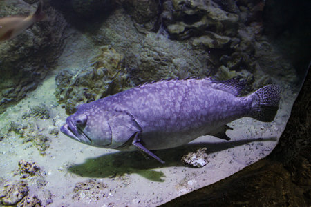 Expositions of the Moscow Oceanarium in the Rio shopping center.