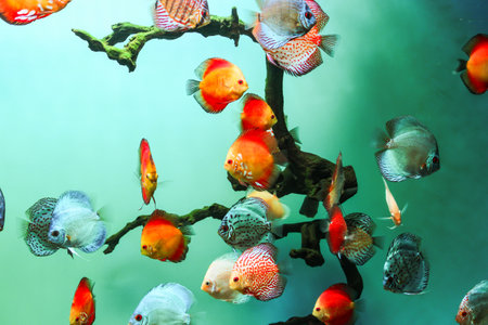 Expositions of the Moscow Oceanarium in the Rio shopping center.の写真素材