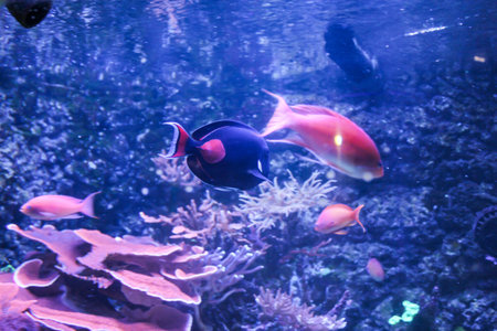 Expositions of the Moscow Oceanarium in the Rio shopping center.