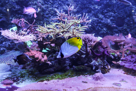 Expositions of the Moscow Oceanarium in the Rio shopping center.
