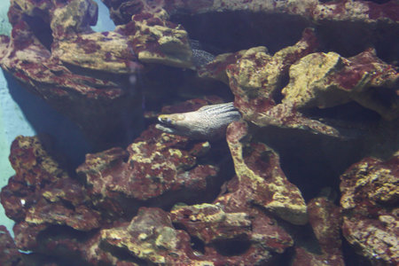 Expositions of the Moscow Oceanarium in the Rio shopping center.