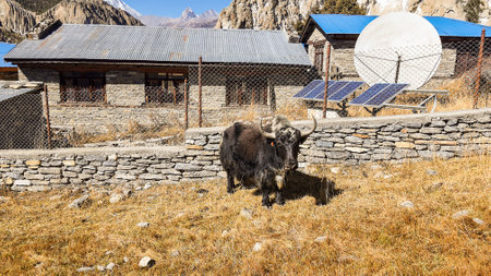 Trekking along the scenic route in Nepal around Annapurna.の写真素材