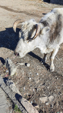 Trekking along the scenic route in Nepal around Annapurna.の写真素材