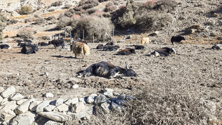 Trekking along the scenic route in Nepal around Annapurna.の写真素材