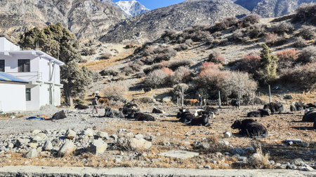 Trekking along the scenic route in Nepal around Annapurna.の写真素材
