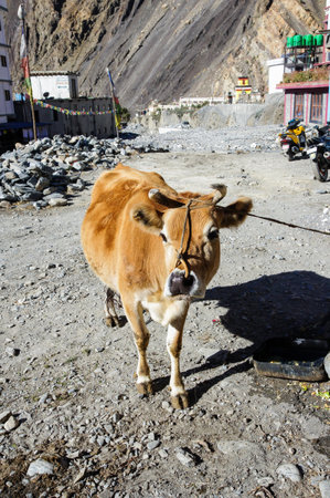 Walking tour of famous city places of Kathmandu Valley.の写真素材