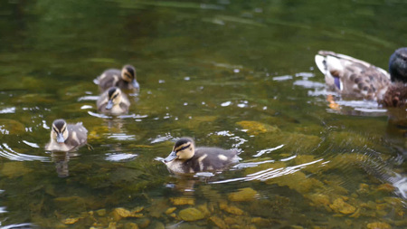 Duck with ducklings swimming on the lake. 1920x1080の写真素材