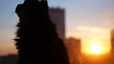 Fluffy cat sitting on the windowsill against the sunset in the city.の写真素材