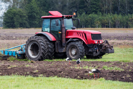 Tractor and storks in the field.の写真素材