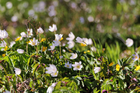 Flowering snowdrops yellow and white on a background of forest green grass.の写真素材