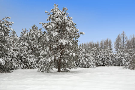 Chief spruce  on the background of the winter  forest.の写真素材