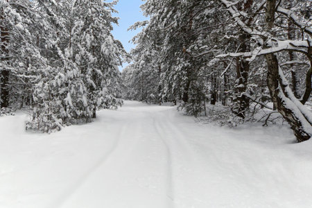 Snowy road in the winter woods on a background of clear sky.の写真素材