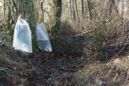Harvesting birch sap in a spring forest in sunny weather.の写真素材