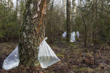 Harvesting of birch sap in a spring forest.の写真素材