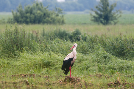 Lonely stork on a summer meadow.の写真素材